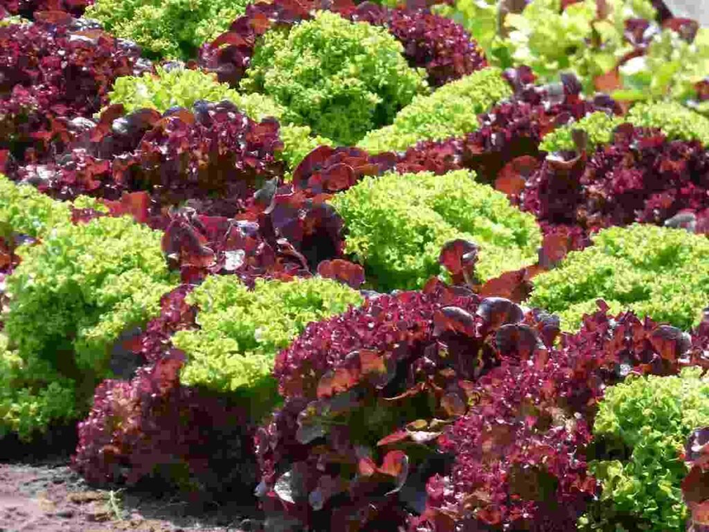 Plantar lechuga en maceta
